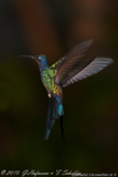 Swallow-tailed Hummingbird, Tesourao, Eupetomena macroura