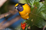 Purple-throated Euphonia,  Fi-fi verdadeiro, Vivi, Purpurkehl Organist,  (Euphonia chlorotica)