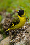 Hooded Siskin, Pintassilgo, Magellanzeisig, Carduelis magellanica, Spinus magellanica