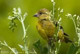 Hooded Siskin, Pintassilgo, Magellanzeisig, Carduelis magellanica, Spinus magellanica