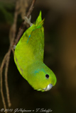Blue-winged Parrotlet- Tuim- Forpus xanthopterygius- Blauflügel-Sperlingspapagei