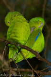 Blue-winged Parrotlet- Tuim- Forpus xanthopterygius- Blauflügel-Sperlingspapagei
