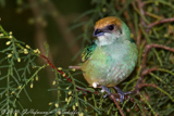 Burnished-Buff Tanager- Saira-amarel o- Tangara cayana- Isabelltangare,