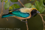 Burnished-Buff Tanager- Saira-amarel o- Tangara cayana- Isabelltangare,
