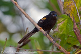 AVES_BRASIL, Epaulet Oriole, Encontro, Icterus cayanensis, ICTERIDES