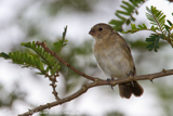 Lined Seedeater, Sporophila lineola, bigodinho, Diamantpfäffchen