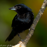 Ruby-crowned Tanager, Tachyphonus coronatus, tiê-preto, Krontangare