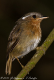 Rufous Gnateater, Conopophaga lineata, chupa-dente, Rotkehl-Mückenfresser