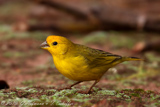 Saffron Finch, Safranfink,Sicalis flaveola,Canário-da-terra