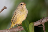 Saffron Finch, Safranfink,Sicalis flaveola,Canário-da-terra