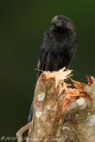 Smooth-billed Ani, Anu-preto, Crotophaga Ani, Glattschnabelani