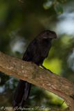 Smooth-billed Ani, Anu-preto, Crotophaga Ani, Glattschnabelani