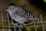 Barred Antshrike, Choca-barrade, (Thamnophilus caerulescens)