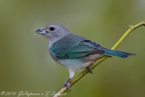 Sayaca Tanager, Sanhaco cinzento, Thraupis sayaca