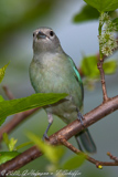 Sayaca Tanager, Sanhaco cinzento, Thraupis sayaca