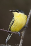 Common Tody-Flycatcher,  Relógio, (Todirostrum cinereum)