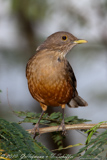 Rufous-bellied Thrush, Sabiá-laranjeira, Turdus rufiventris, Rotbauchdrossel