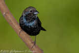 Blue-black Grassquit, Tiziu,Jakarini Fink,Volatinia jacarina
