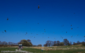 GIGRIN- Red Kite, Milhafre-real, Rotmilan, (Milvus milvus),