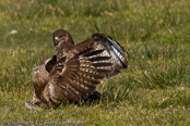 Mäusebussard, 	Common Buzzard, Águia-de-asa-redonda,Buse variable, Busardo Ratonero, (Buteo buteo),  Buzzard, Eurasian Buzzard