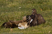 Mäusebussard, 	Common Buzzard, Águia-de-asa-redonda,Buse variable, Busardo Ratonero, (Buteo buteo),  Buzzard, Eurasian Buzzard