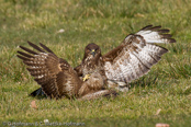 Mäusebussard, 	Common Buzzard, Águia-de-asa-redonda,Buse variable, Busardo Ratonero, (Buteo buteo),  Buzzard, Eurasian Buzzard