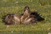 Mäusebussard, 	Common Buzzard, Águia-de-asa-redonda,Buse variable, Busardo Ratonero, (Buteo buteo),  Buzzard, Eurasian Buzzard