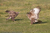 Mäusebussard, 	Common Buzzard, Águia-de-asa-redonda,Buse variable, Busardo Ratonero, (Buteo buteo),  Buzzard, Eurasian Buzzard