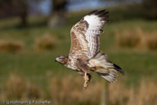 Mäusebussard, 	Common Buzzard, Águia-de-asa-redonda,Buse variable, Busardo Ratonero, (Buteo buteo),  Buzzard, Eurasian Buzzard