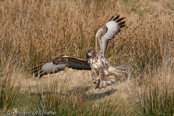 Mäusebussard, 	Common Buzzard, Águia-de-asa-redonda,Buse variable, Busardo Ratonero, (Buteo buteo),  Buzzard, Eurasian Buzzard