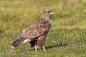 Mäusebussard, 	Common Buzzard, Águia-de-asa-redonda,Buse variable, Busardo Ratonero, (Buteo buteo),  Buzzard, Eurasian Buzzard