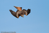 Red Kite, Milhafre-real, Rotmilan, (Milvus milvus)