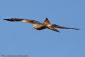 Red Kite, Milhafre-real, Rotmilan, (Milvus milvus)