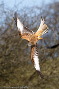 Red Kite, Milhafre-real, Rotmilan, (Milvus milvus)