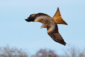 Red Kite, Milhafre-real, Rotmilan, (Milvus milvus)