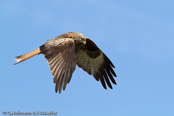 Red Kite, Milhafre-real, Rotmilan, (Milvus milvus)