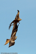 Red Kite, Milhafre-real, Rotmilan, (Milvus milvus)