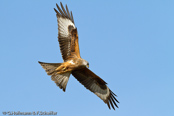 Red Kite, Milhafre-real, Rotmilan, (Milvus milvus)