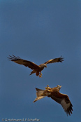 Red Kite, Milhafre-real, Rotmilan, (Milvus milvus)