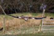 Red Kite, Milhafre-real, Rotmilan, (Milvus milvus)