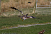 Red Kite, Milhafre-real, Rotmilan, (Milvus milvus)