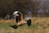 Red Kite, Milhafre-real, Rotmilan, (Milvus milvus)