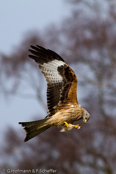 GIGRIN -  Red Kite (Milvus milvus)