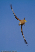 Red Kite, Milhafre-real, Rotmilan, (Milvus milvus)