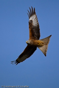 Red Kite, Milhafre-real, Rotmilan, (Milvus milvus)