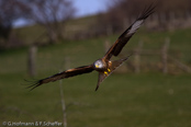 Red Kite, Milhafre-real, Rotmilan, (Milvus milvus)