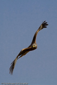 Red Kite, Milhafre-real, Rotmilan, (Milvus milvus)