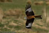 Red Kite, Milhafre-real, Rotmilan, (Milvus milvus)