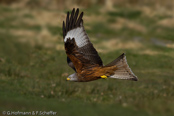 Red Kite, Milhafre-real, Rotmilan, (Milvus milvus)