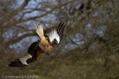 Red Kite, Milhafre-real, Rotmilan, (Milvus milvus)